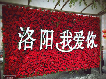 絕對(duì)真愛!洛陽一公交站牌被鮮艷的玫瑰花覆蓋“洛陽我愛你”!